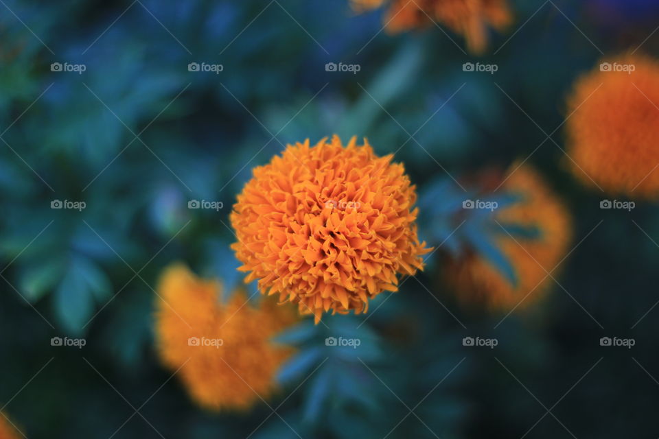 Orange coloured flower