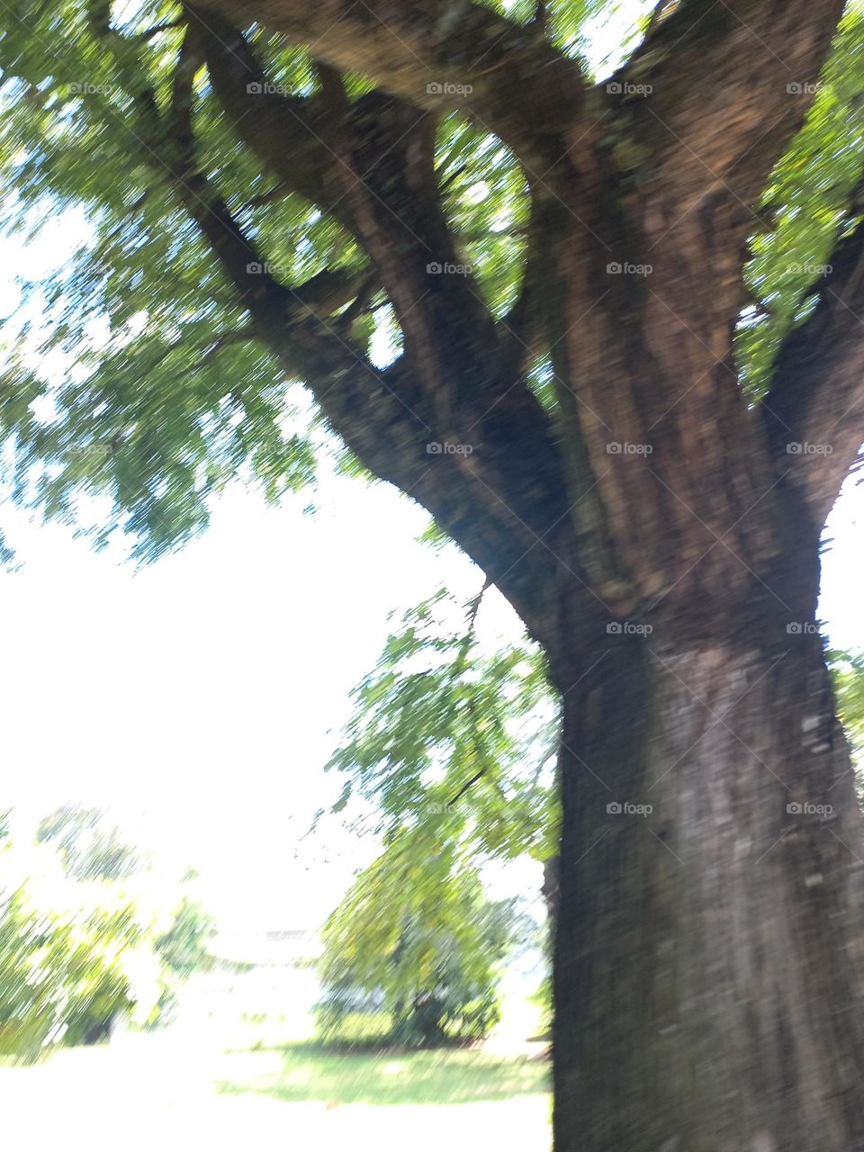 A importância  das árvores nos dias enrolarados. As árvores, além  de belas, elas refrescam o ambiente,  dão sombra, ajudam a manter a umidade do ar, diminuem a poluição e servem de abrigos para pássaros e outros animais.