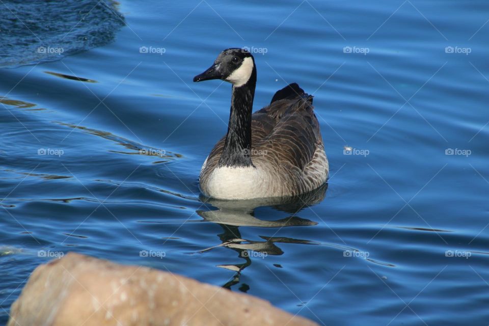 Canadian Goose in the Water