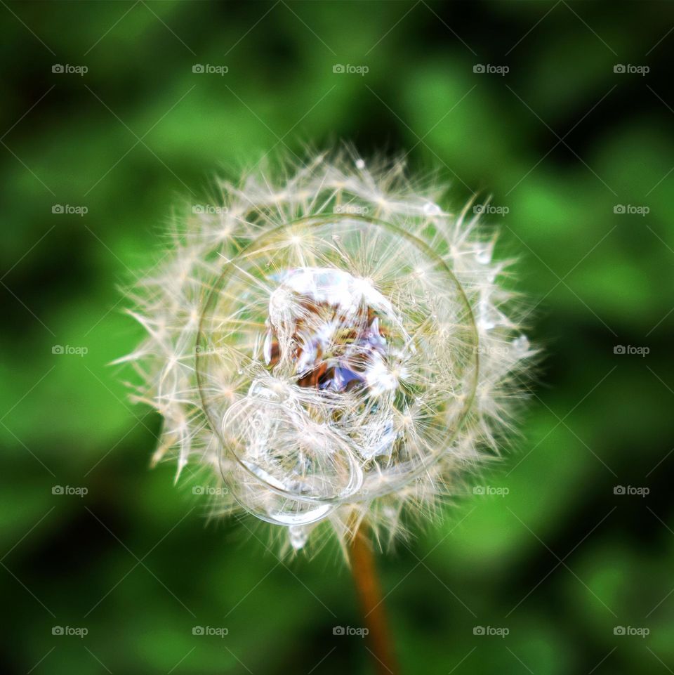 Bubble on the dandelion