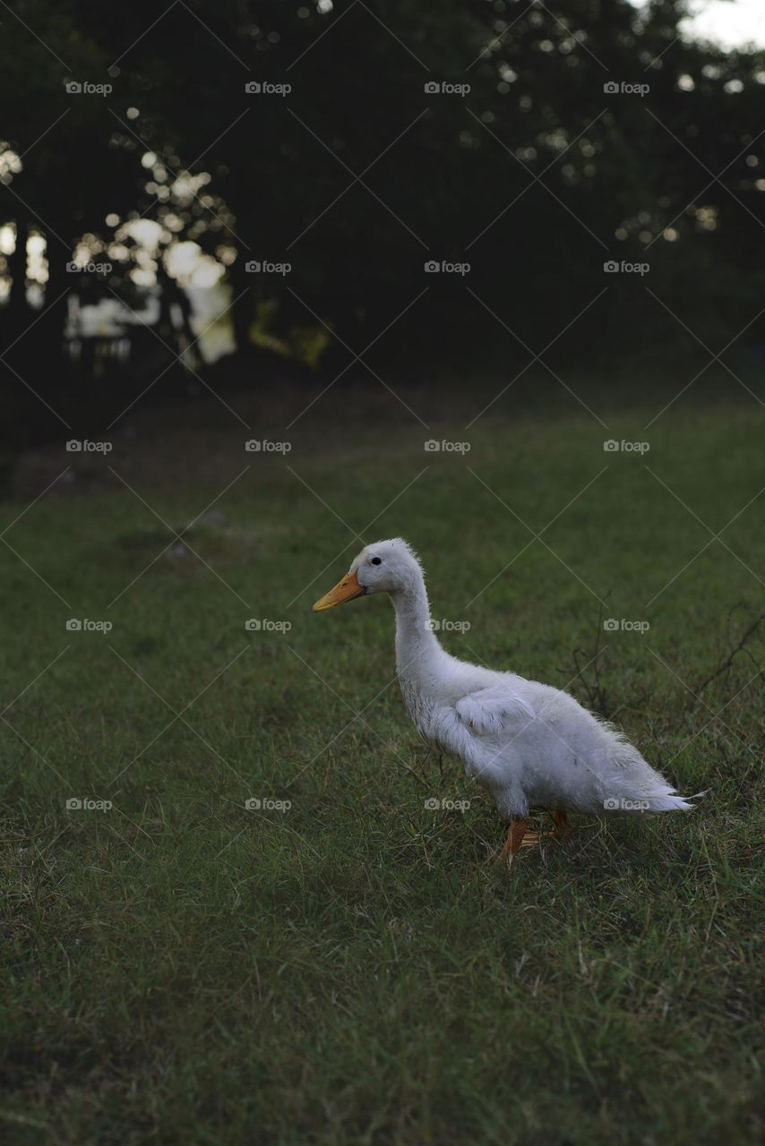 white duck