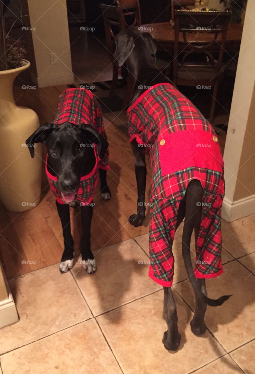 Doggies Dressed for Bed