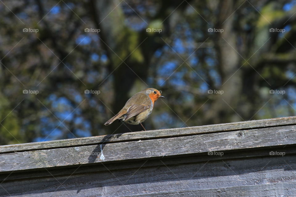 A  Robin