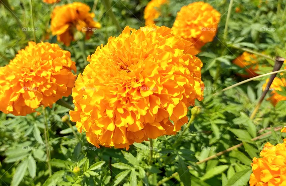 Golden petals of Marigold is attractive.