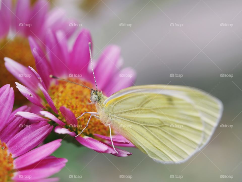 Close up of Pieris rapae