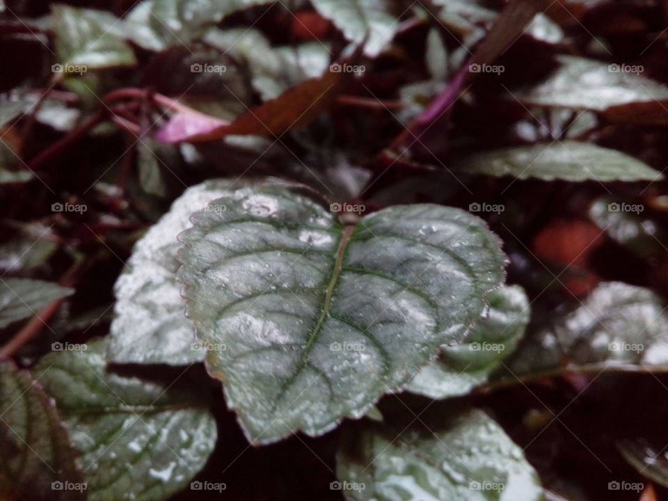Close-up of leaf