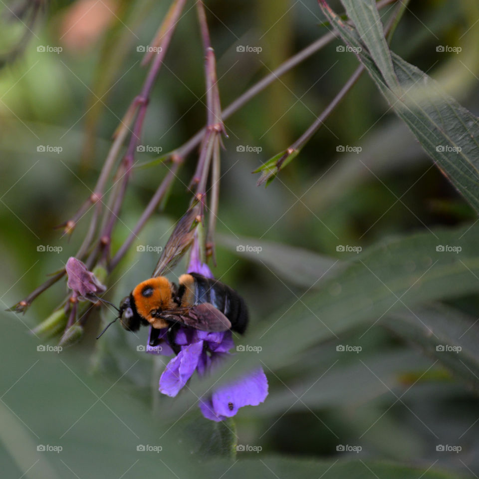 Close-up of bee on purple flower