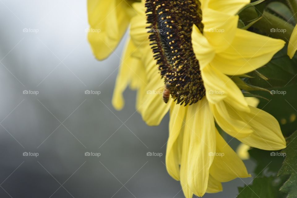 bee on sunflower 