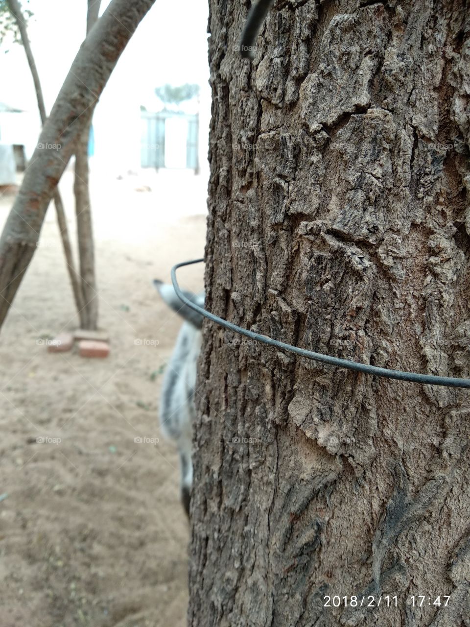 tree blur background