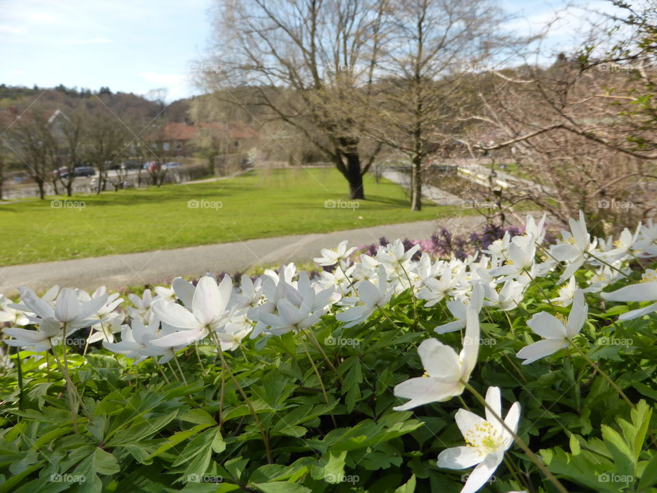 anemones blossom in a park
