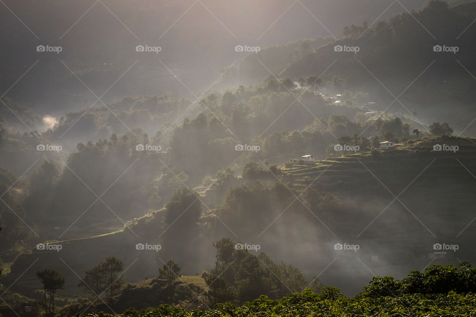 Forest with morning fog