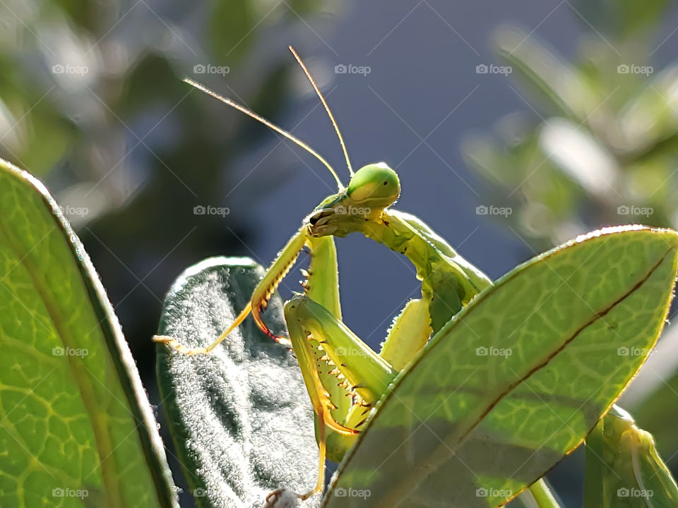 Al Pacino look from a praying mantis