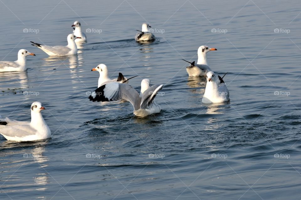 seagull Birds