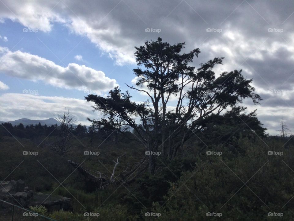 Prehistoric looking tree becoming barren in the forest with the mountains in the distance 