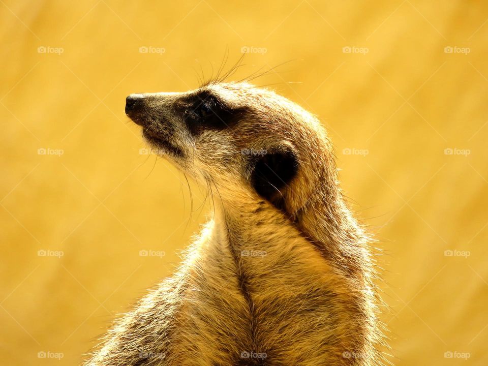 cutie suricate