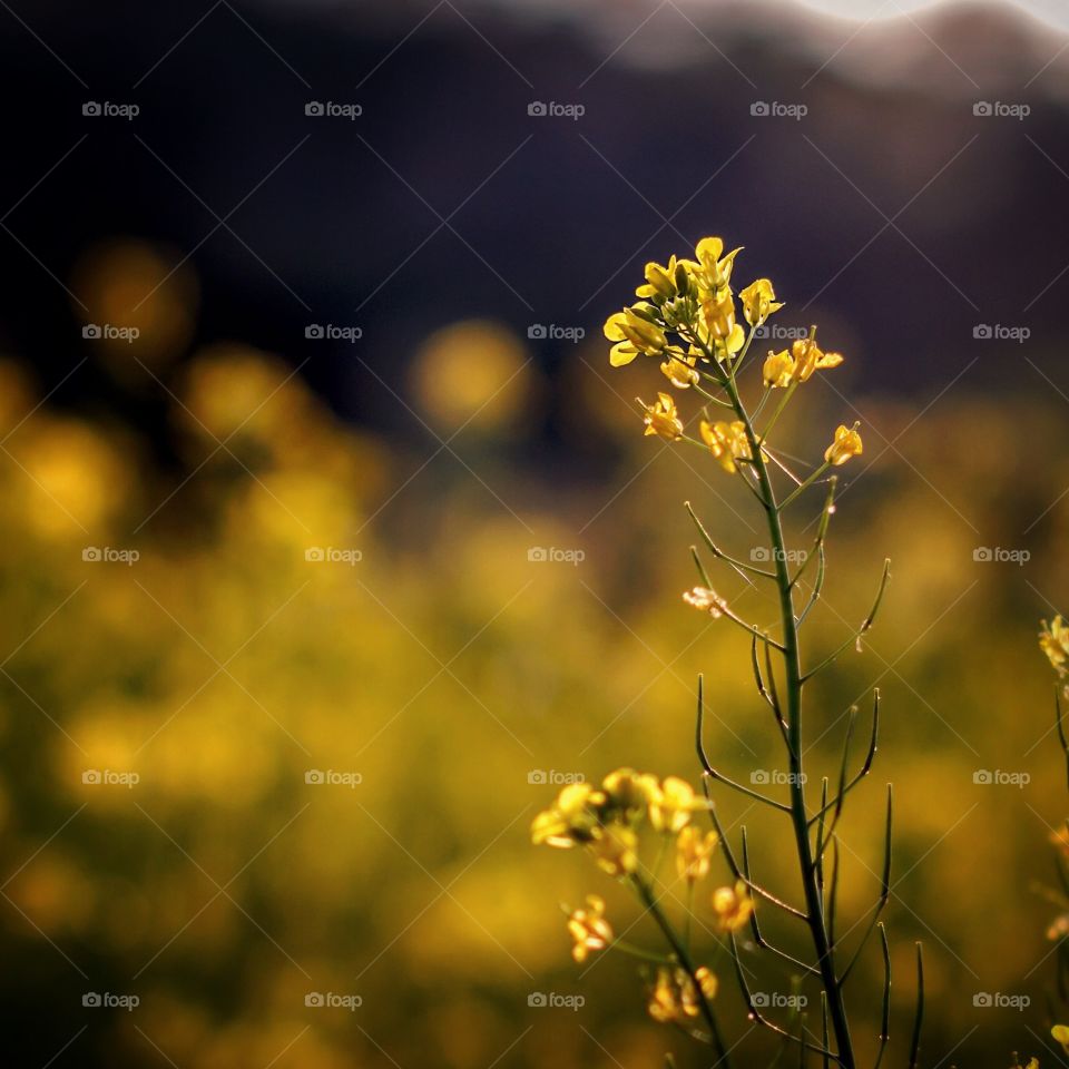 Field of Flowers