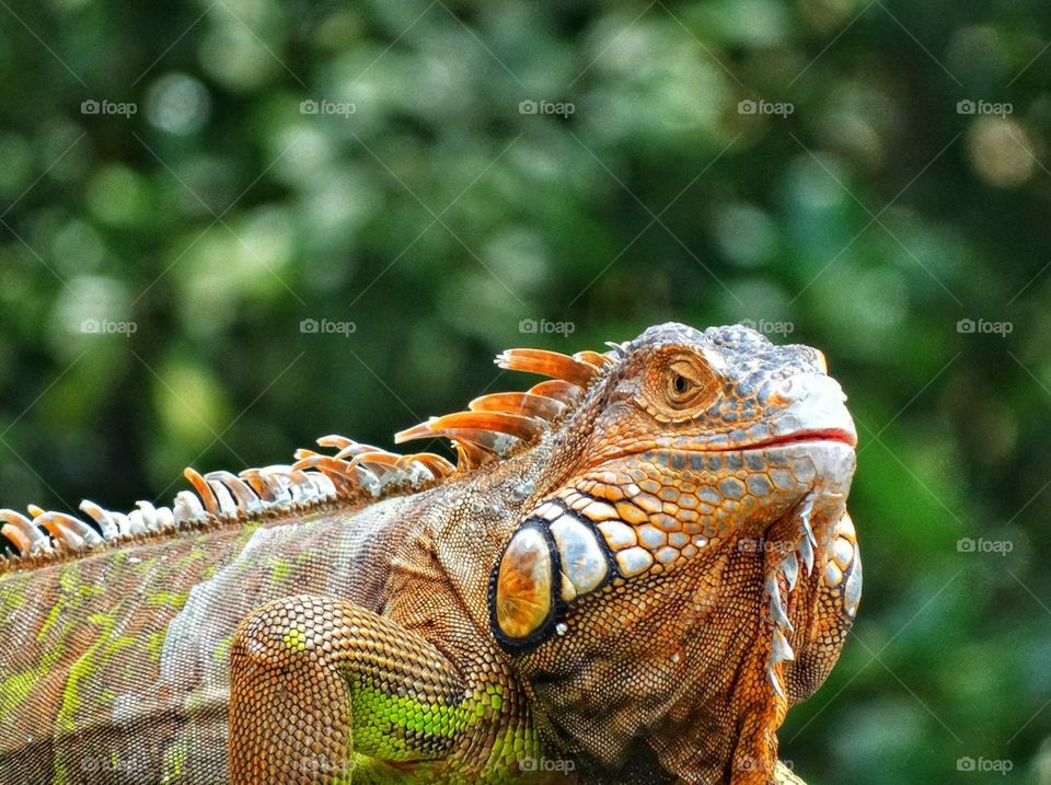 Green Iguana