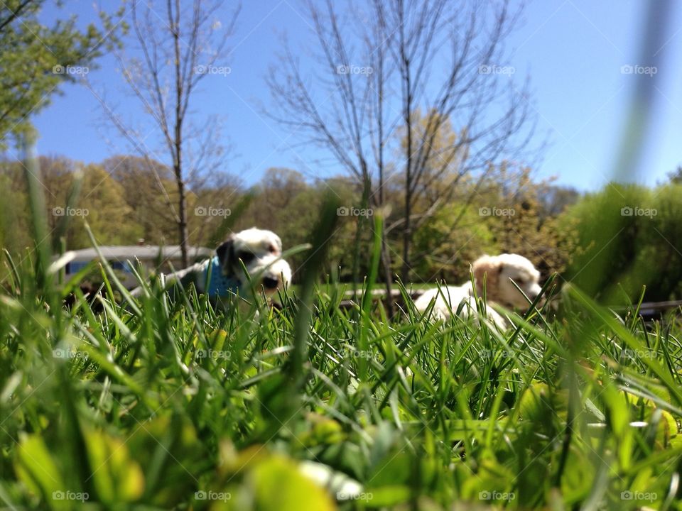 Summer pups