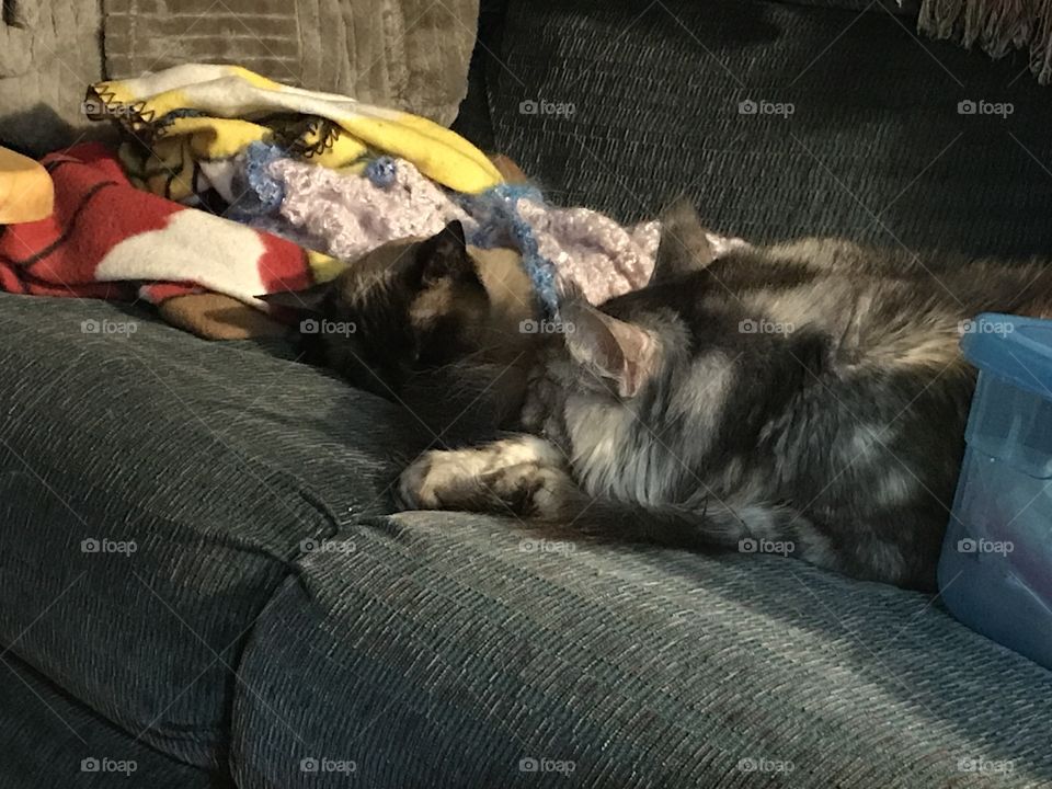 Ting & Frisco , cold night in Orlando, FL