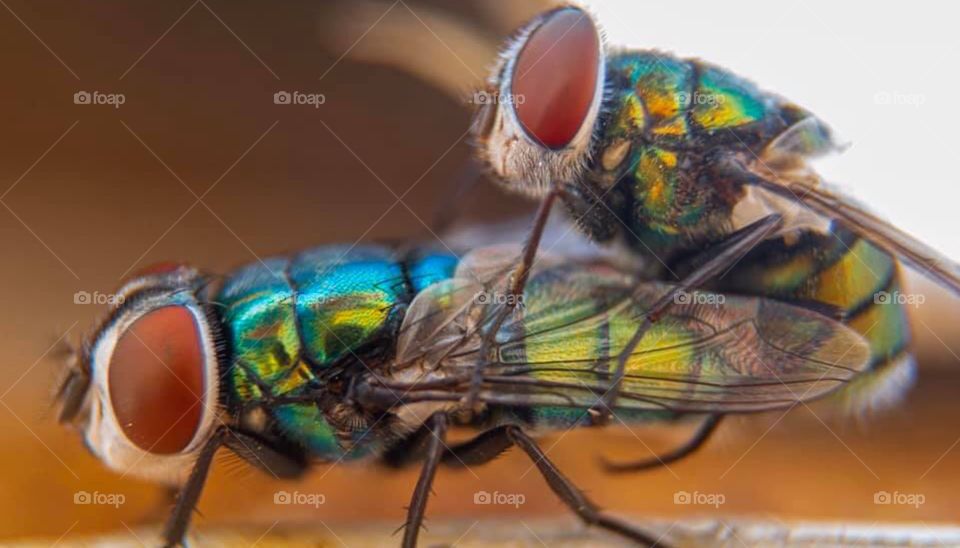 Close capture of mating of flies