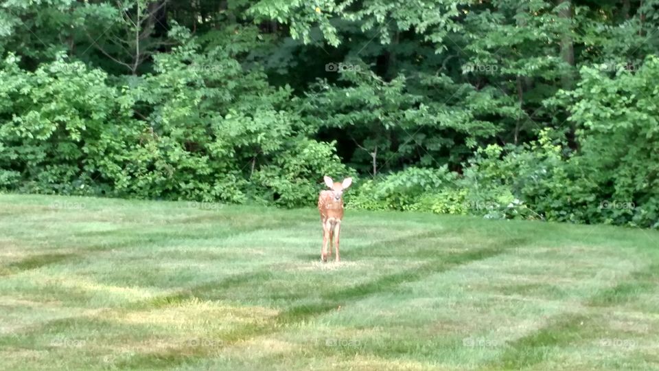 Deer in the yard.. A deer came to eat in our yard