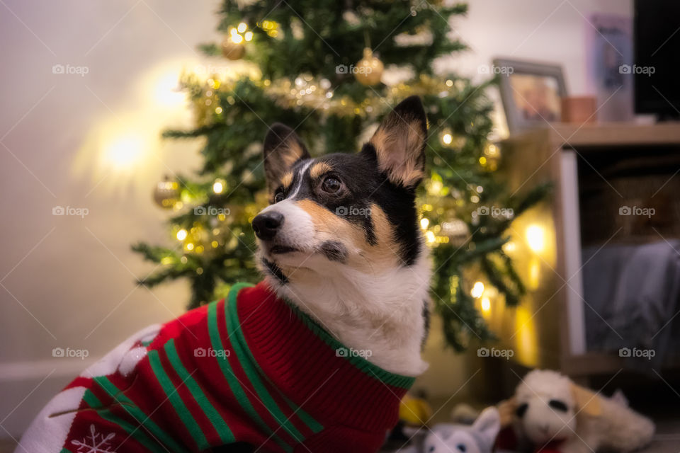 Cute corgi dog in a festive Christmas jumper in front of a Christmas tree with toys and lights.