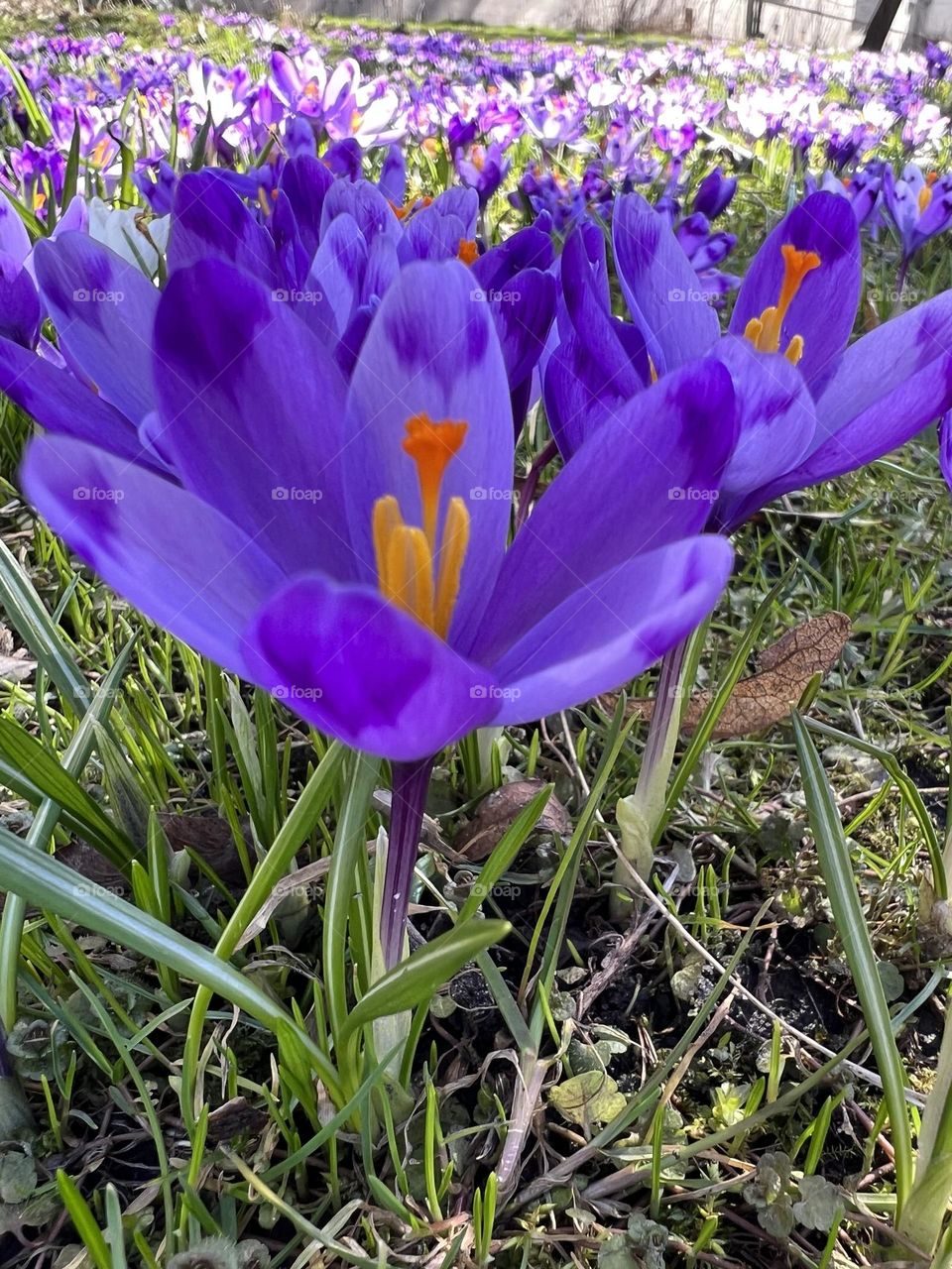 The crocus flower