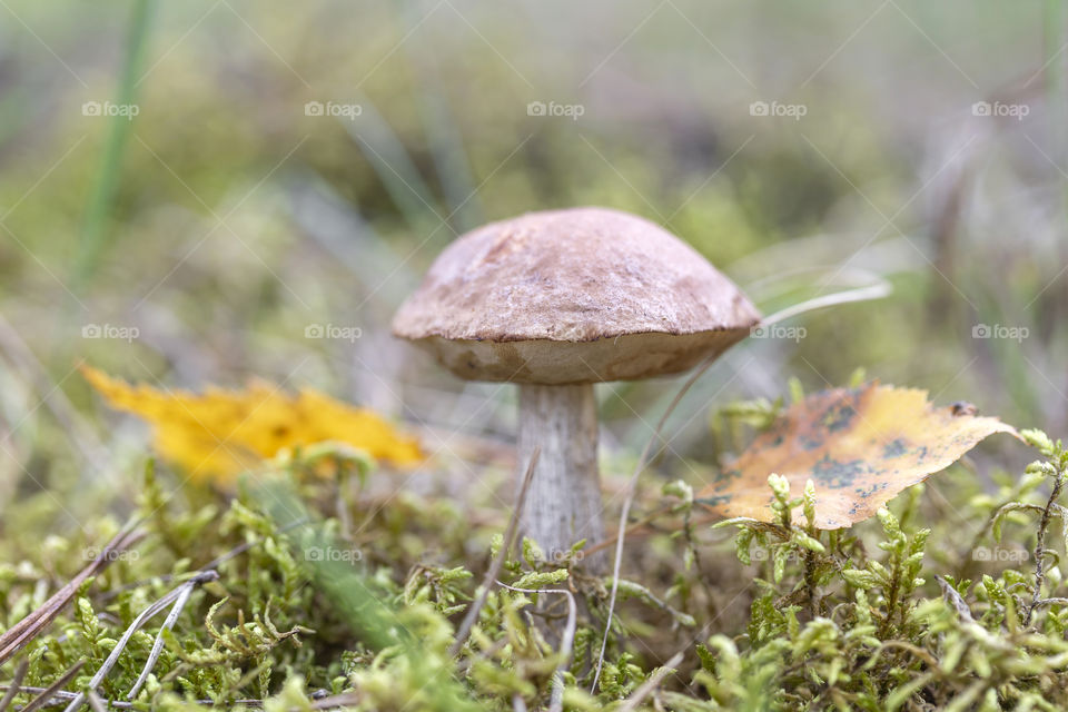 Mushroom in the forest. Moods of autumn.