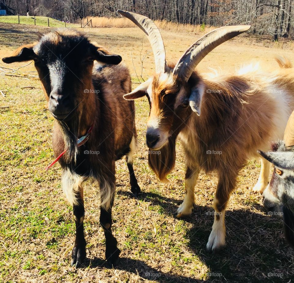Goats. 