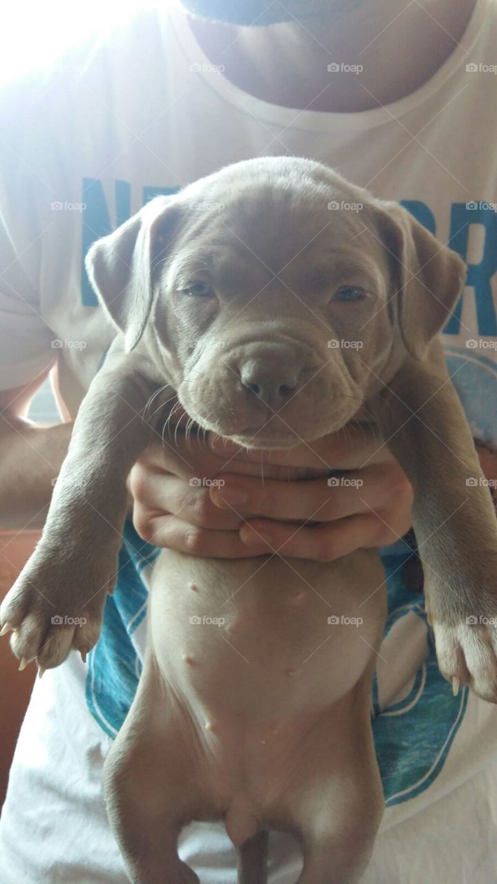 Baby pitbull