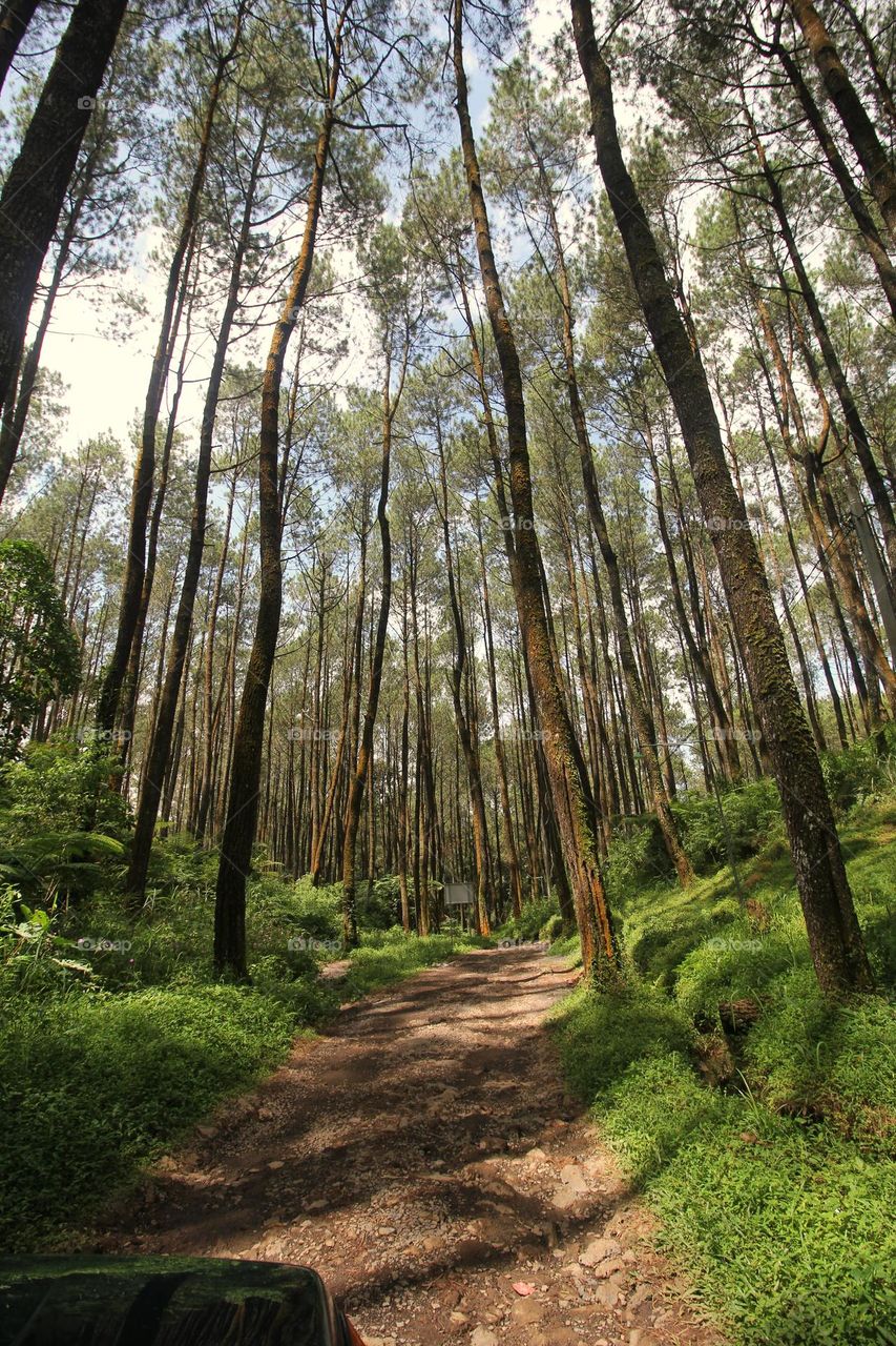 pine tree forest