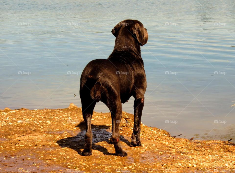 majestic cane corso