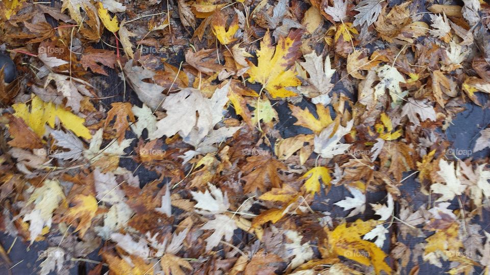 Falling Leaves. leaves in Wisconsin