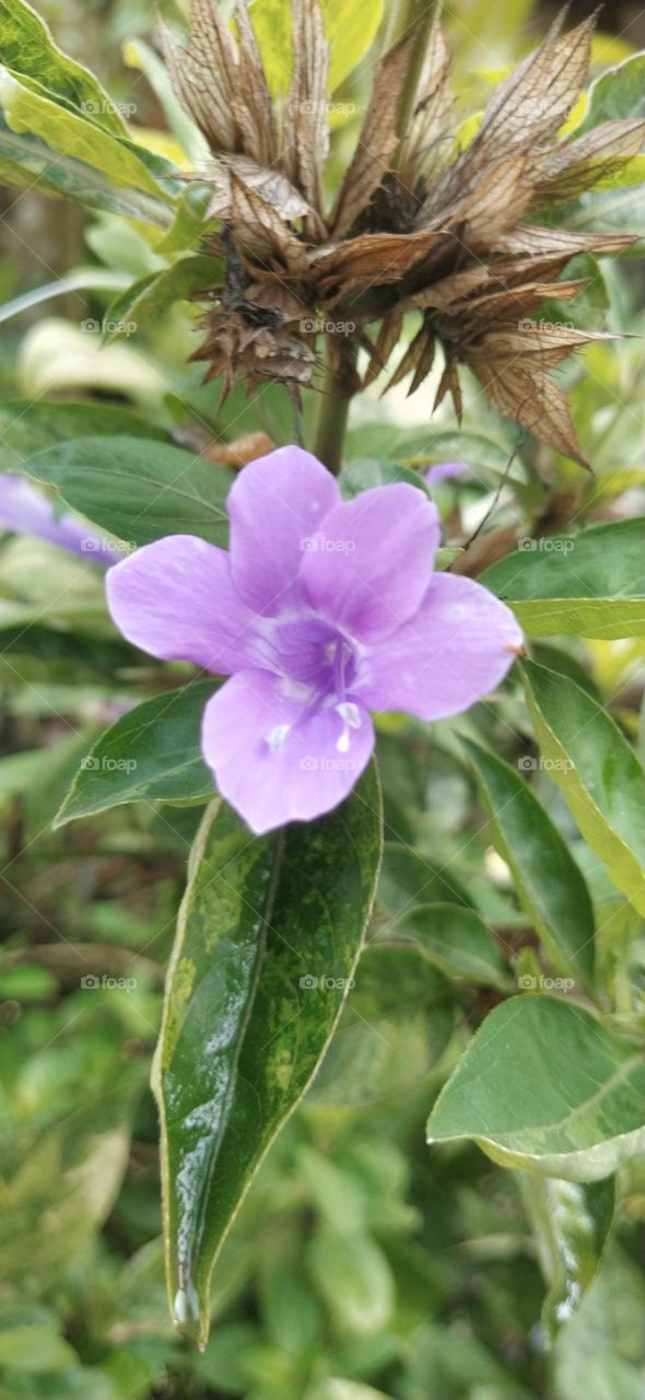 Barleria cristata