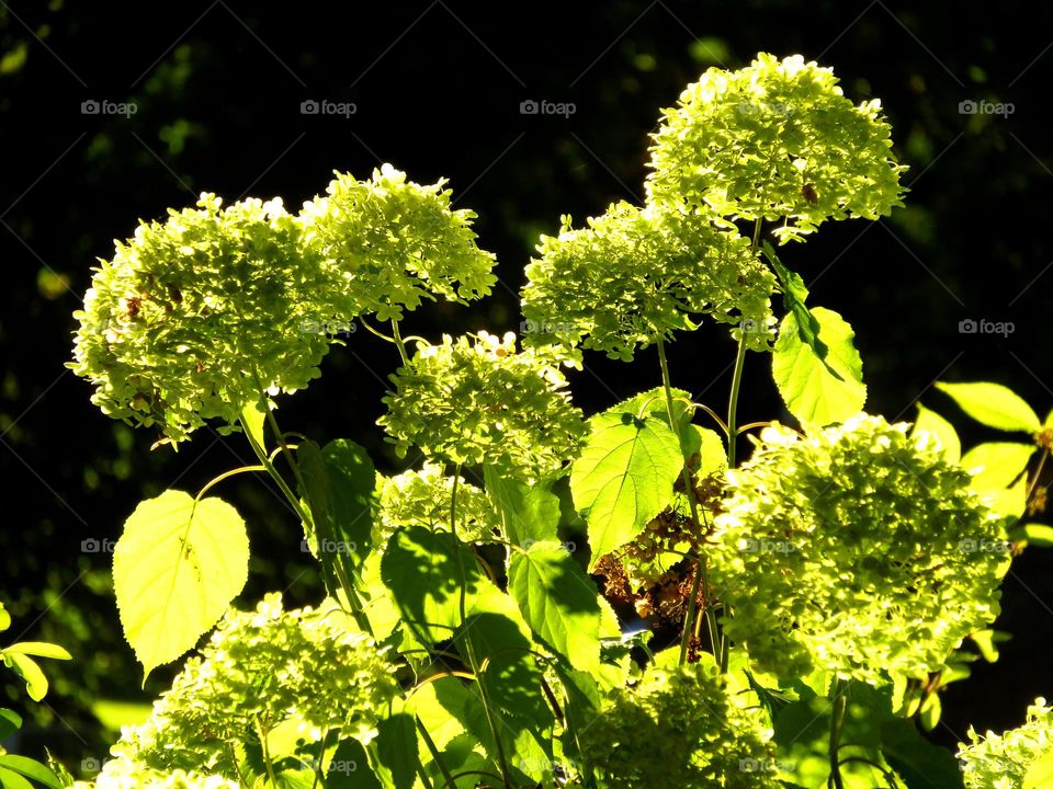 hydrangea