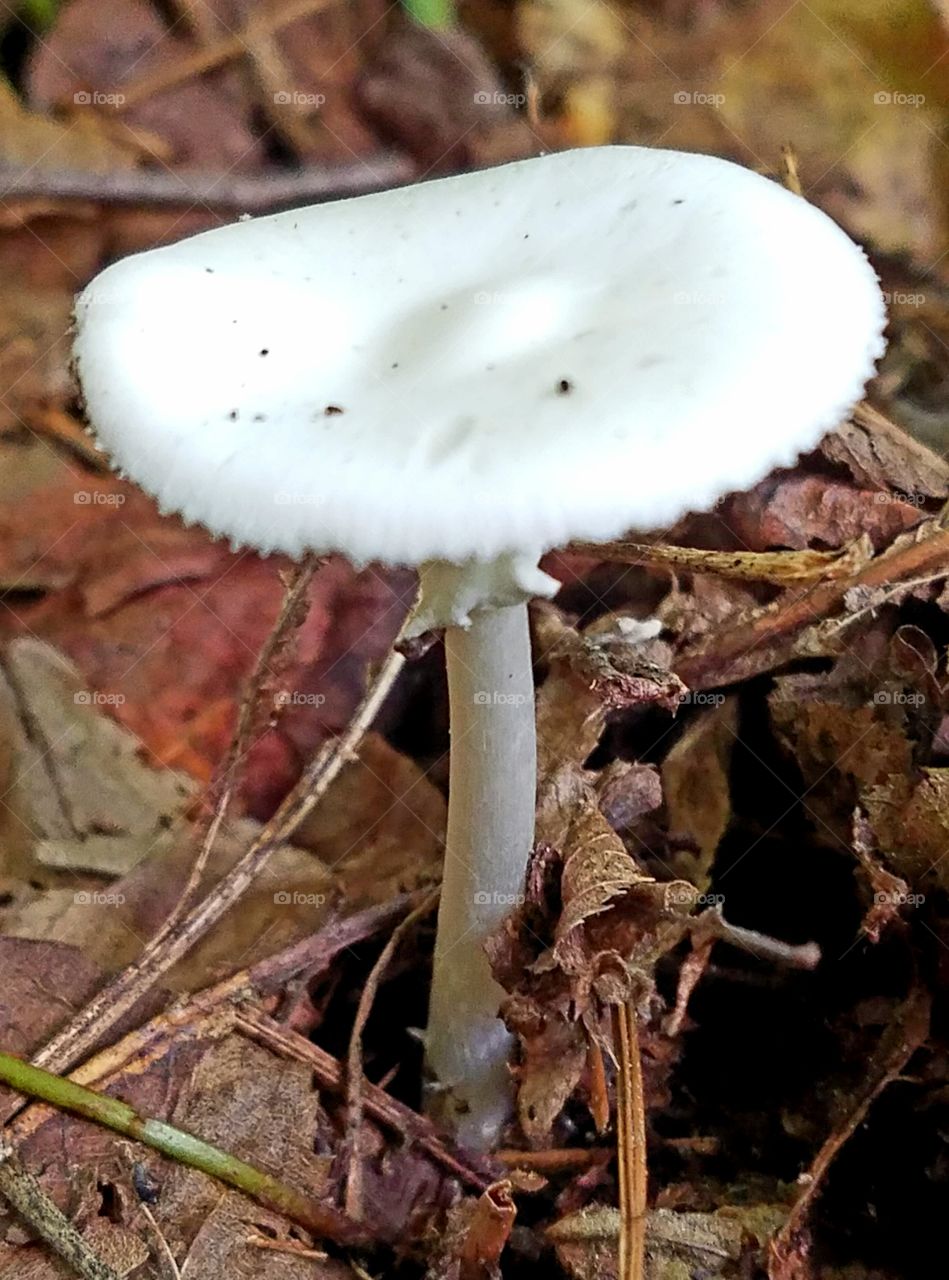 Death cap-Amanita mushroom