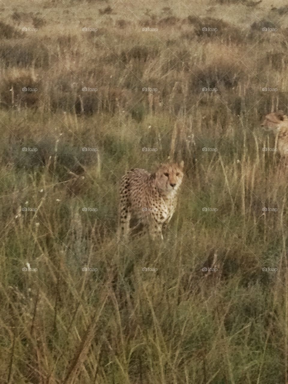 Cheetah hunting in the morning. A Cheetah hunting in the morning