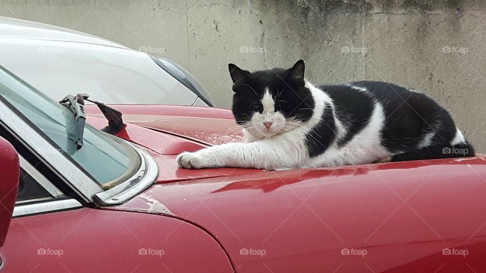 Black and white cat on a car