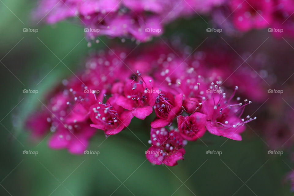 Pink buds