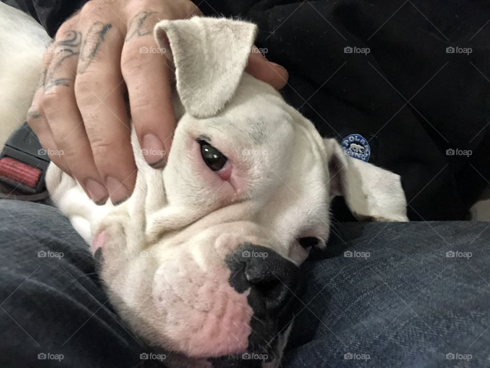 Puddle face white deaf boxer sweet pea getting love from her fur dad she is so content 