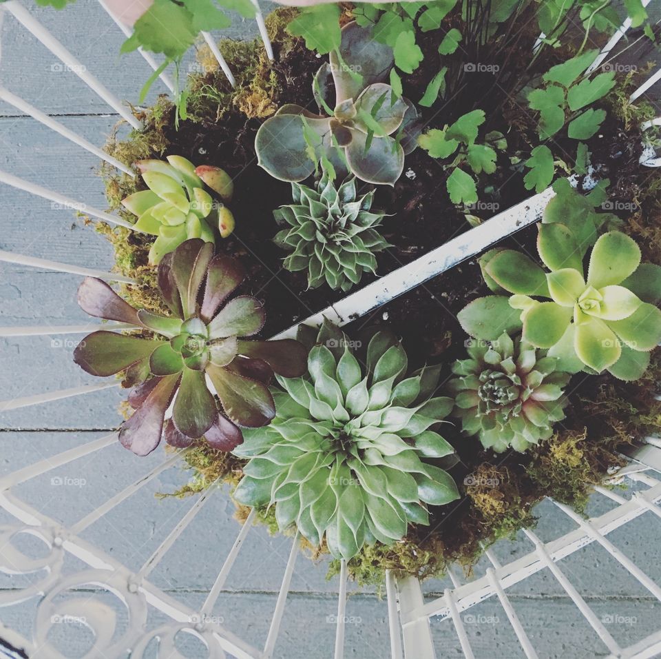 Succulents