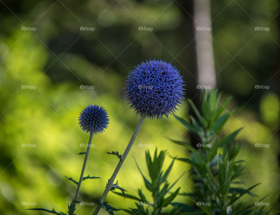 Globe flowers 