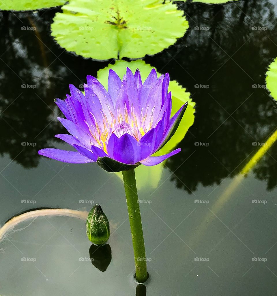 Lotus flower