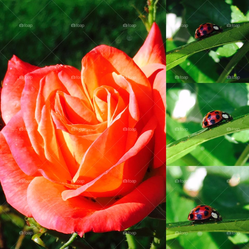 "ladybug love"