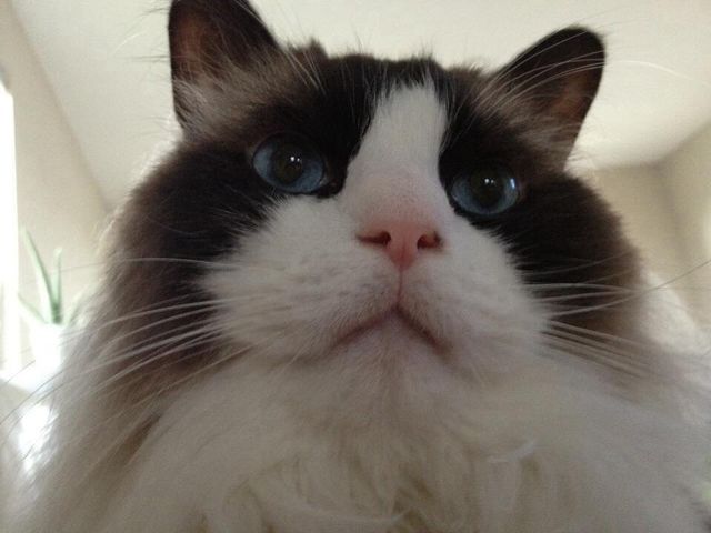 Kitty face 