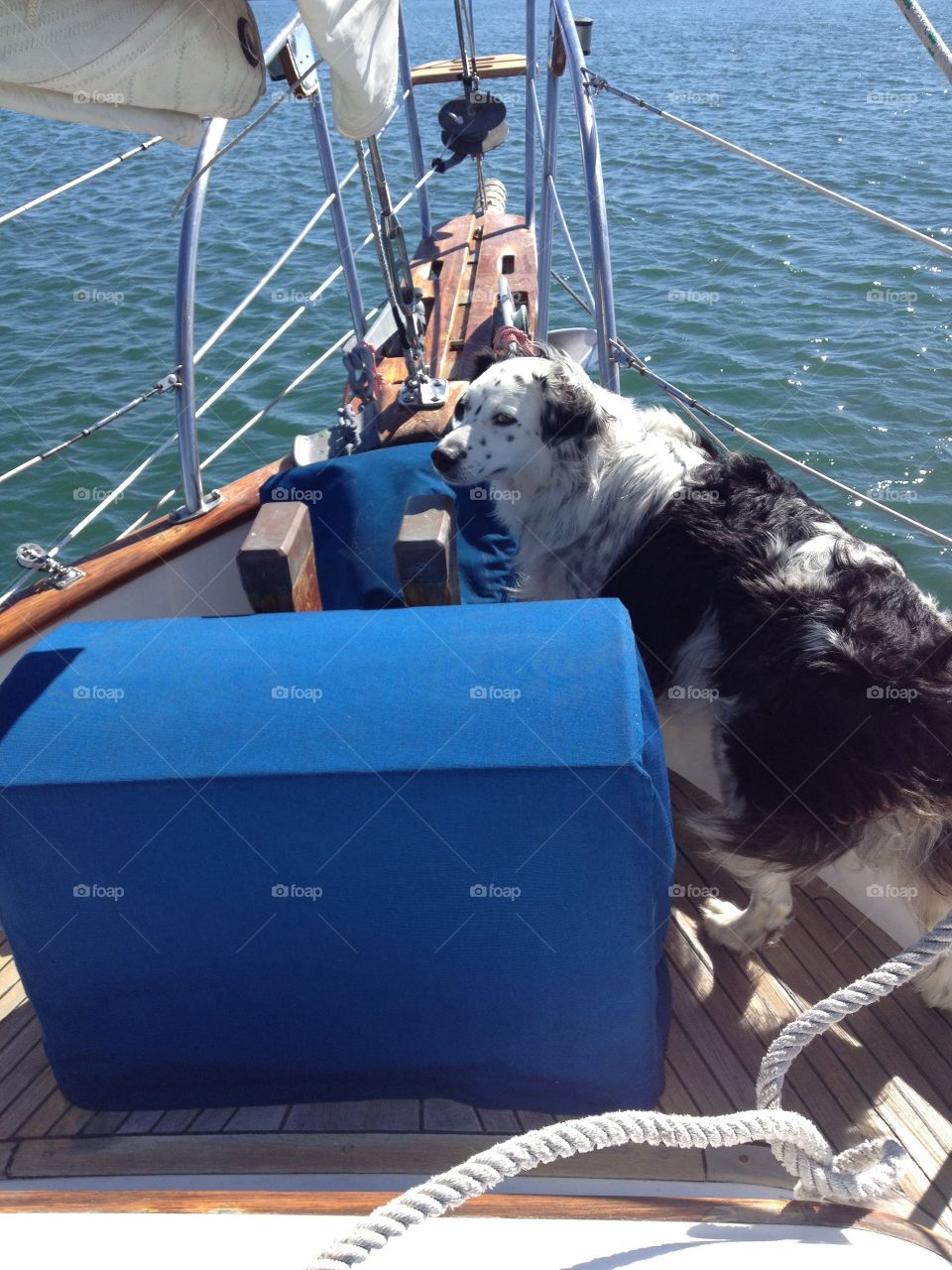 Dog on boat 