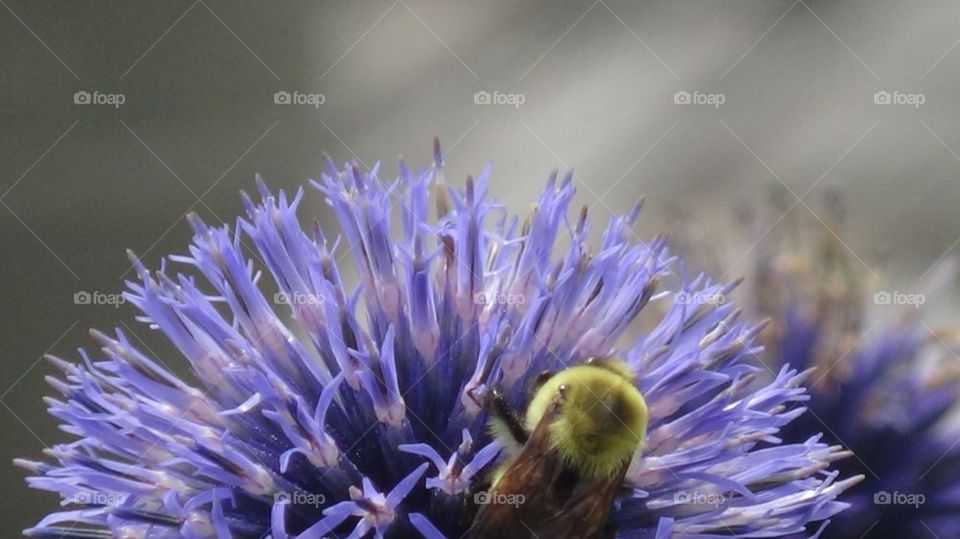 Bee