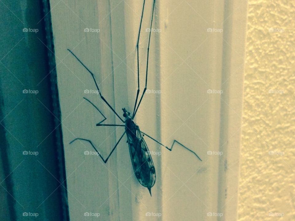 Huge Mosquito. While I was trying to relocate to a different city, I found this huge mosquito in the ice room at the hotel. Cool&Scary.