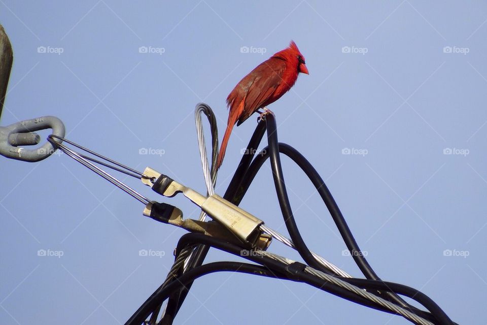 Red bird on a wire