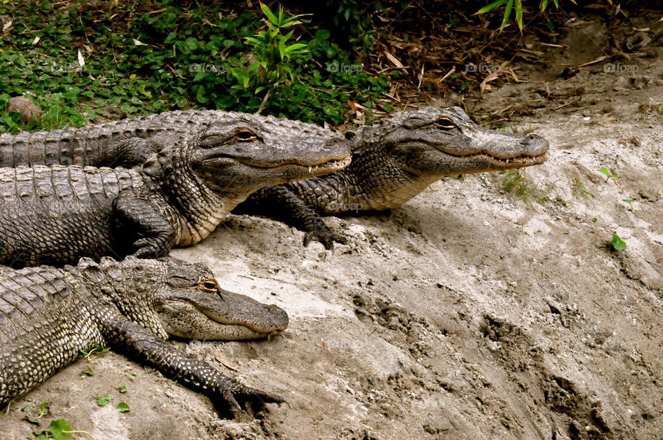 Crocodile, Reptile, Alligator, Danger, Wildlife